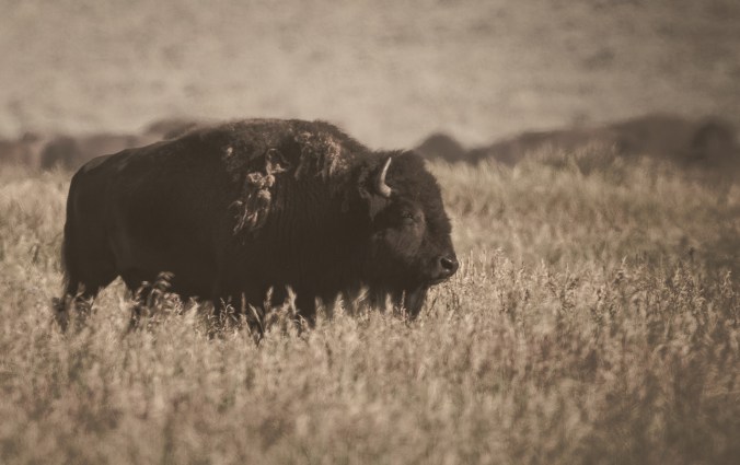 Nature - Lone Star - 265
